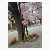 又、開花状況の確認に行って来 ...