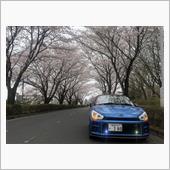 桜が満開になりました