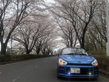 桜が満開になりました