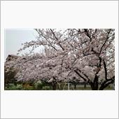 花曇りの火曜日