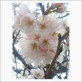 さくらが咲いてま〜す…🌸＼ ...