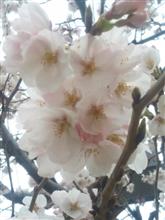 さくらが咲いてま〜す…🌸\(^o^)/ さくらが咲いてま〜す…🌸\(^o^)/