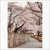 桜並木1