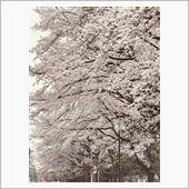 桜並木 2