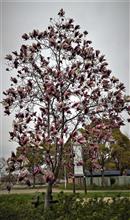 「公園の散歩道で見つけたお花」