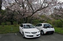 アテンザと遊ぶ　伊東・さくらの里まで行ってみた
