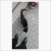 今朝のにゃんこ 22.03. ...