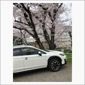 お花見