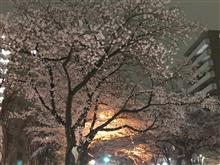 桜満開の夜です🌸