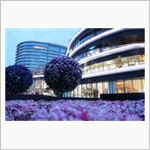 熊本市街地・夜桜散歩2022