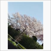 🌸お花見〜🌸