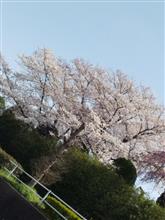 🌸お花見〜🌸 🌸お花見〜🌸