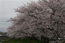 桜、いっぱい咲いた❣️9分咲き❓