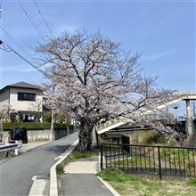 お花見ウォーキング お花見ウォーキング