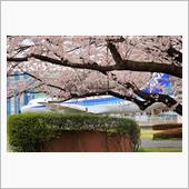 所沢航空記念公園の桜、202 ...