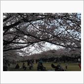 桜に囲まれて