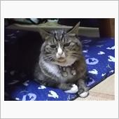 幸手の権現堂です。