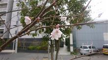 &#39;22 野良猫日記 其の四十九　～ 桜 ～