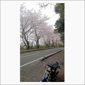 【CB125T】 「森山　桜 ...