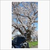湘南平へお花見🌸バイク