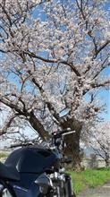 湘南平へお花見🌸バイク