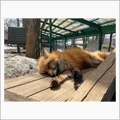 千葉〜蔵王🦊🧀〜仙台⚾️