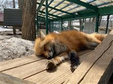 千葉〜蔵王🦊🧀〜仙台⚾️