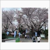鎌倉殿.源範頼ゆかりの桜