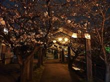 夜桜サイクリング