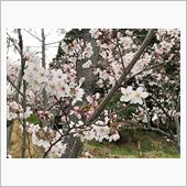 桜を見に夕方散歩