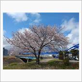 会社の近くでも桜が咲いていた…