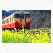 菜の花と小湊鉄道