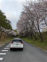 桜の回廊・・・