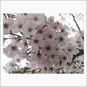 桜満開o(^-^)oﾜｸﾜｸ
