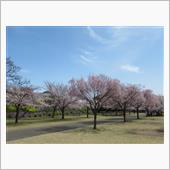 &#39;22.3.30　桜