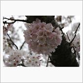 桜、満開までもう少し❣️❣️