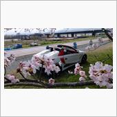 宮川堤桜 桜吹雪の前に