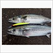 サゴシ釣り　久し振りの複数釣果