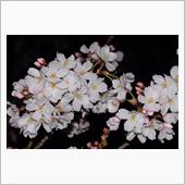 夜桜🌸