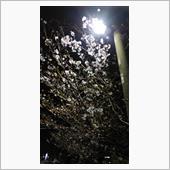 2022/3/31　給油と夜桜