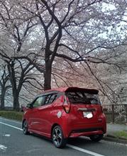サクラ2