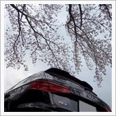 通勤ルートの桜