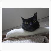 ピークは過ぎたカナ？