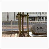 杏並木