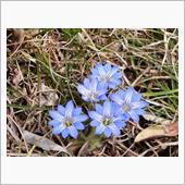 花見・桜・豊田市／愛知県緑化 ...