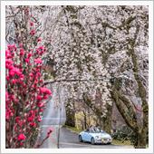 2022桜ドライブ①/山梨県 ...