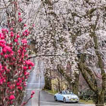 2022桜ドライブ①/山梨県身延山久遠寺