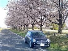 お花見プチドライブ♪