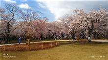 桜ドライブ