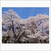 やはり桜は青空で映える。